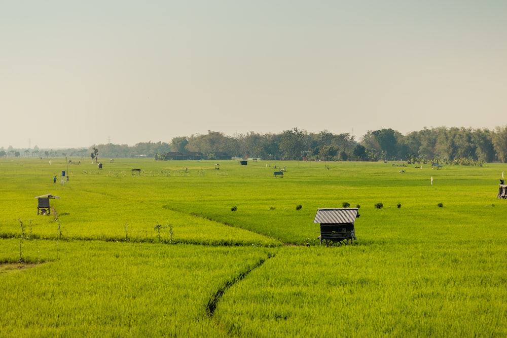 green grass field under white sky during daytime