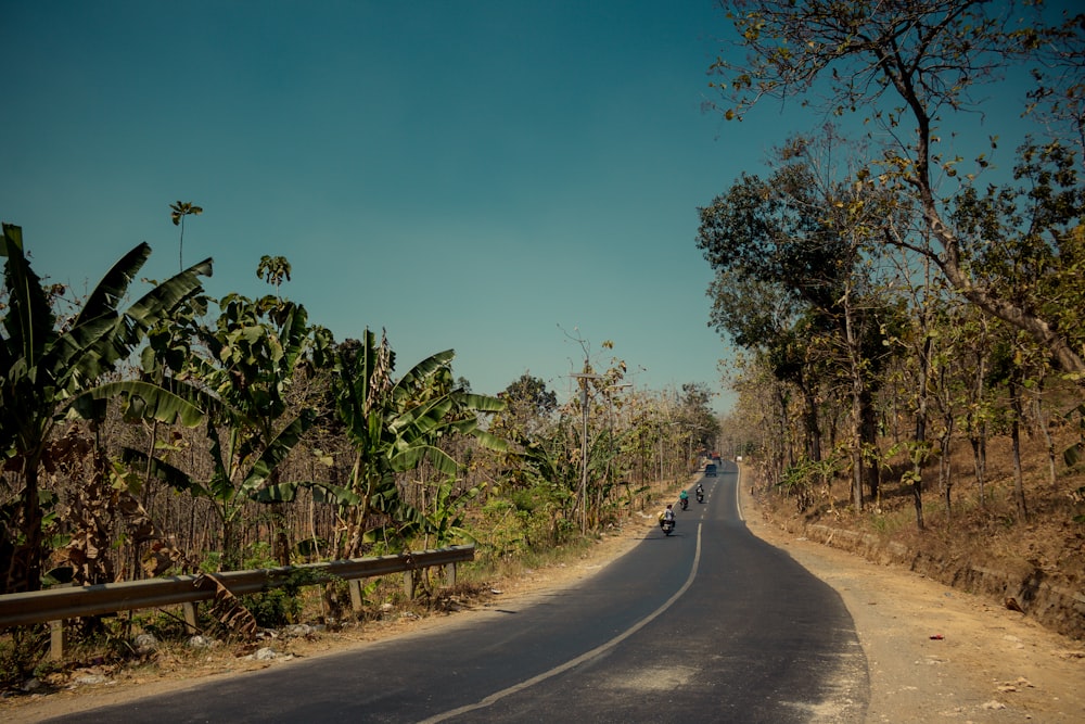 gray concrete road between green trees under blue sky during daytime