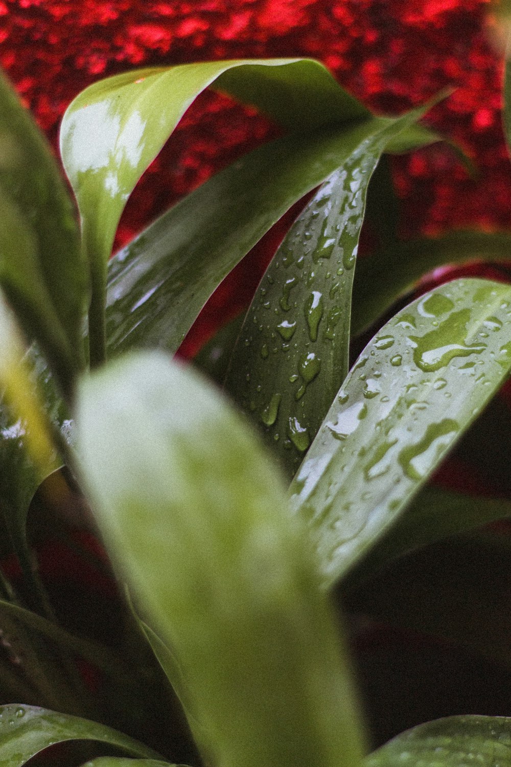 water droplets on green plant