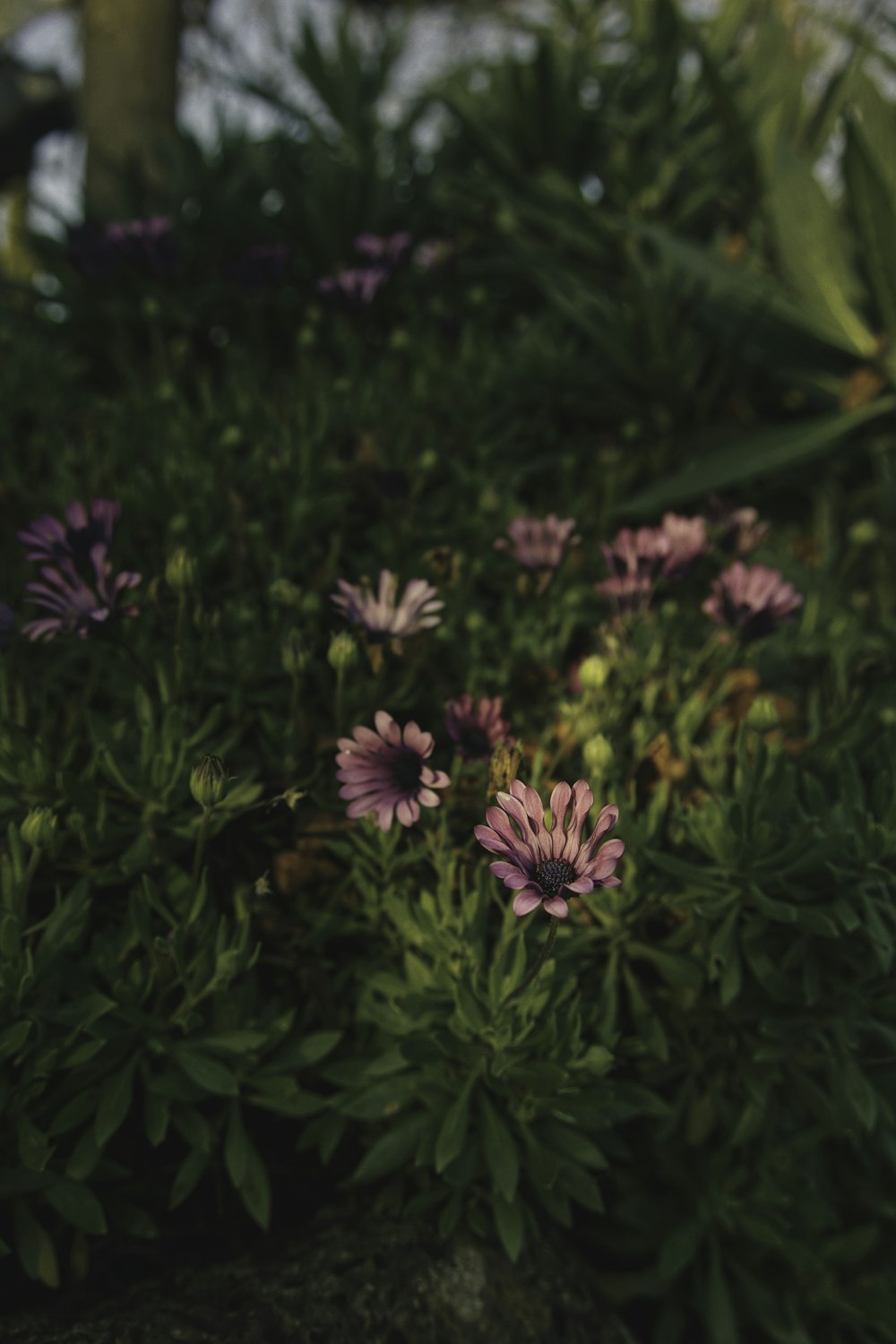 purple flowers with green leaves