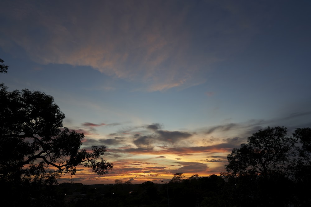 silhouette of trees during sunset