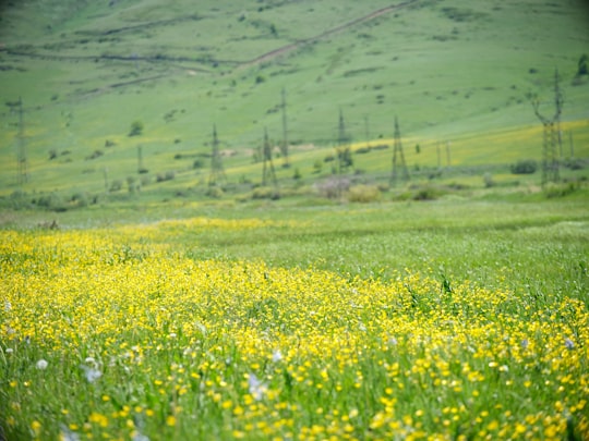 green grass field during daytime in Sevan Armenia