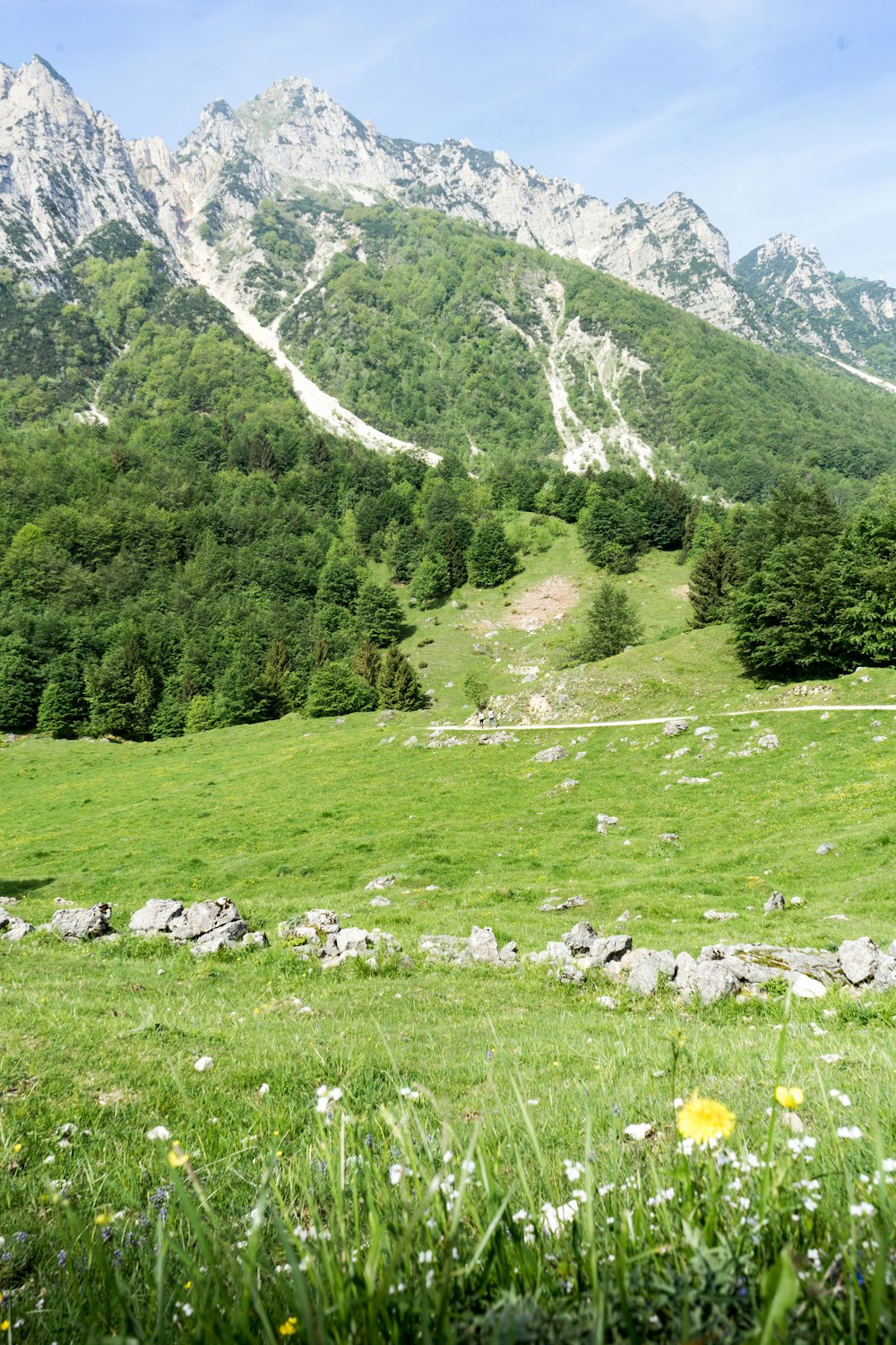 Champ d’herbe verte près des arbres verts et de la montagne pendant la journée