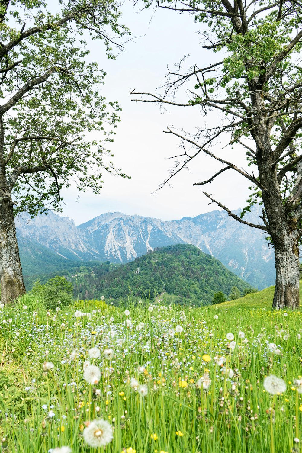 champ d’herbe verte et arbres avec montagne au loin