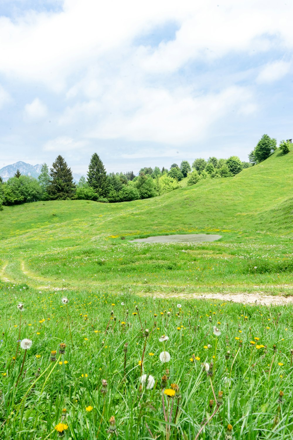 Grünes Grasfeld unter blauem Himmel tagsüber