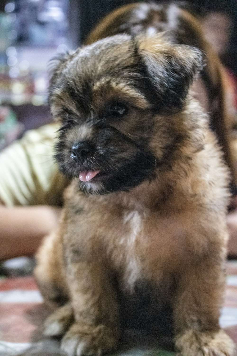 brown and black short coated small dog