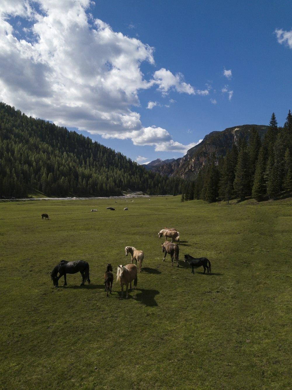 herd of sheep on green grass field during daytime