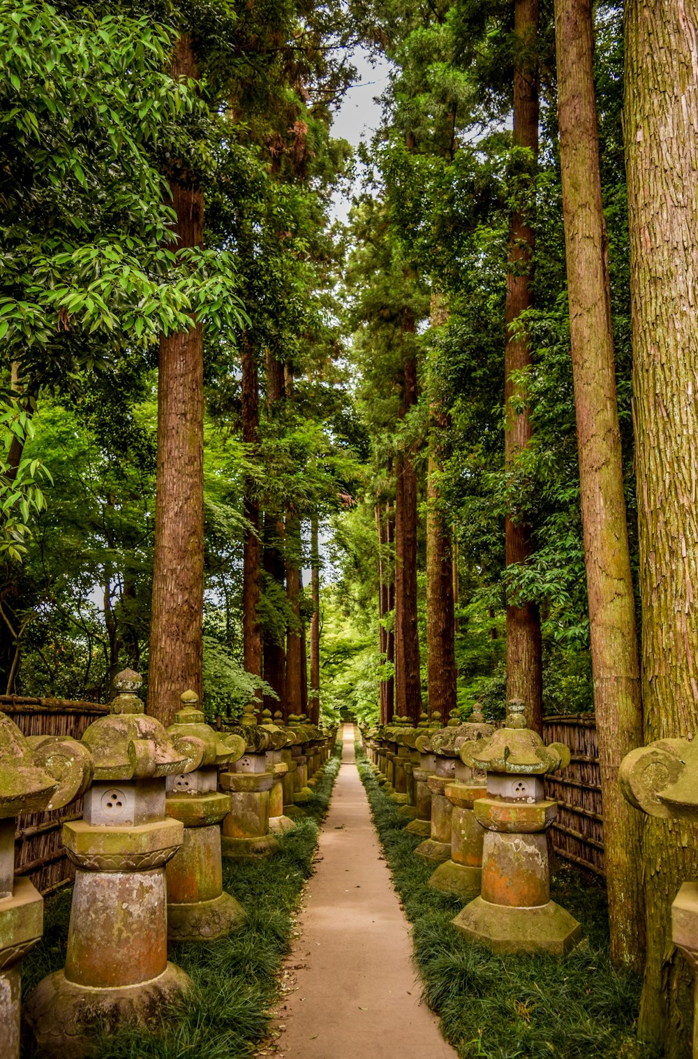 brown wooden benches in the middle of the woods