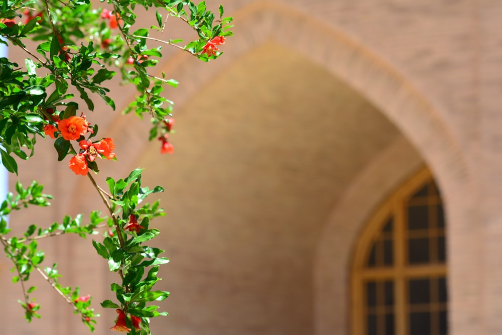 boccioli di fiori rossi e verdi