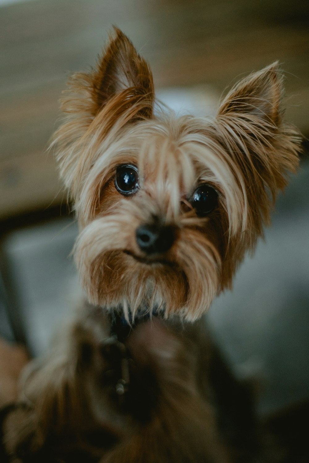 cucciolo marrone e nero dello yorkshire terrier