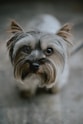 brown and black yorkshire terrier puppy