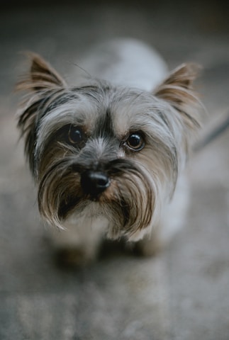 brown and black yorkshire terrier puppy