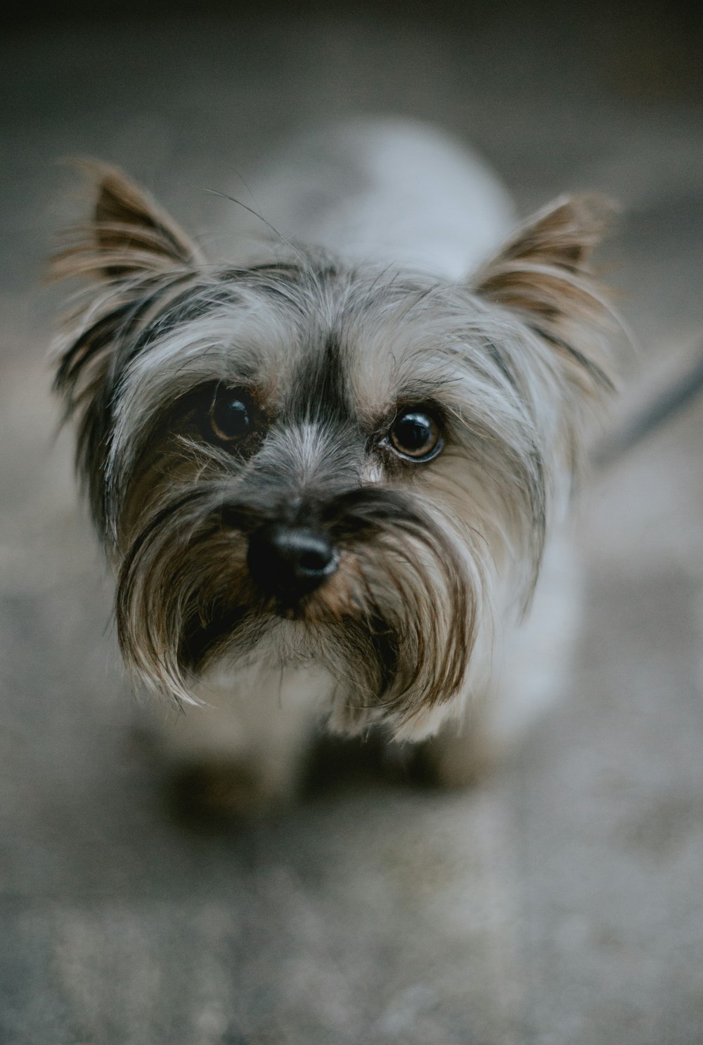 brown and black yorkshire terrier puppy