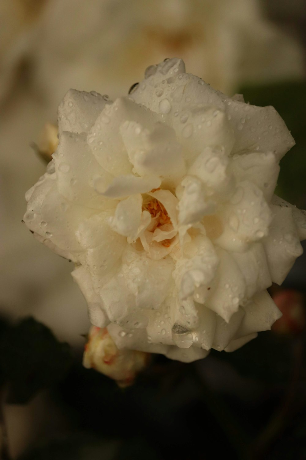 Rosa blanca en fotografía de primer plano