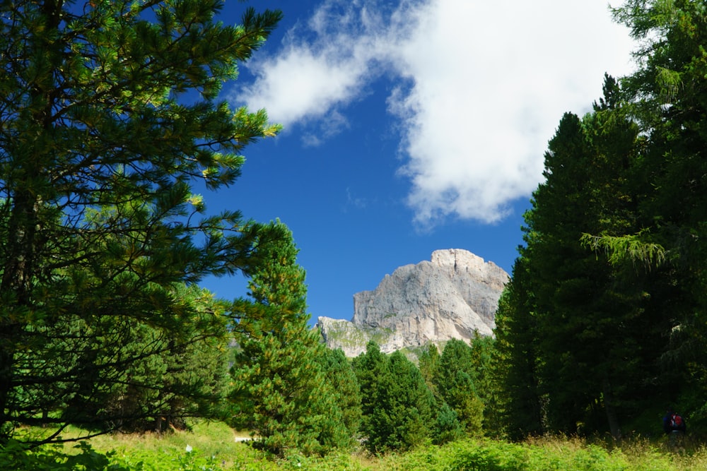 green trees near mountain under blue sky during daytime