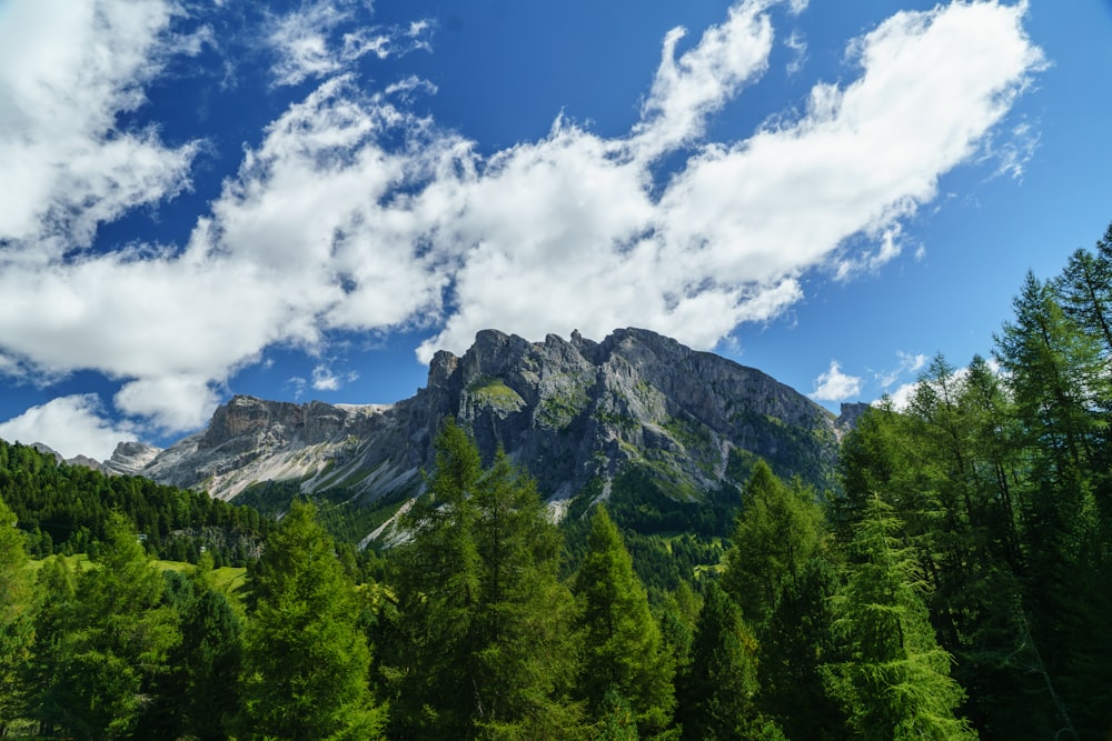 green trees on mountain under blue sky during daytime