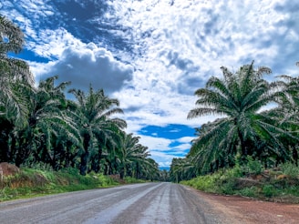 green palm trees near road under white clouds and blue sky during daytime