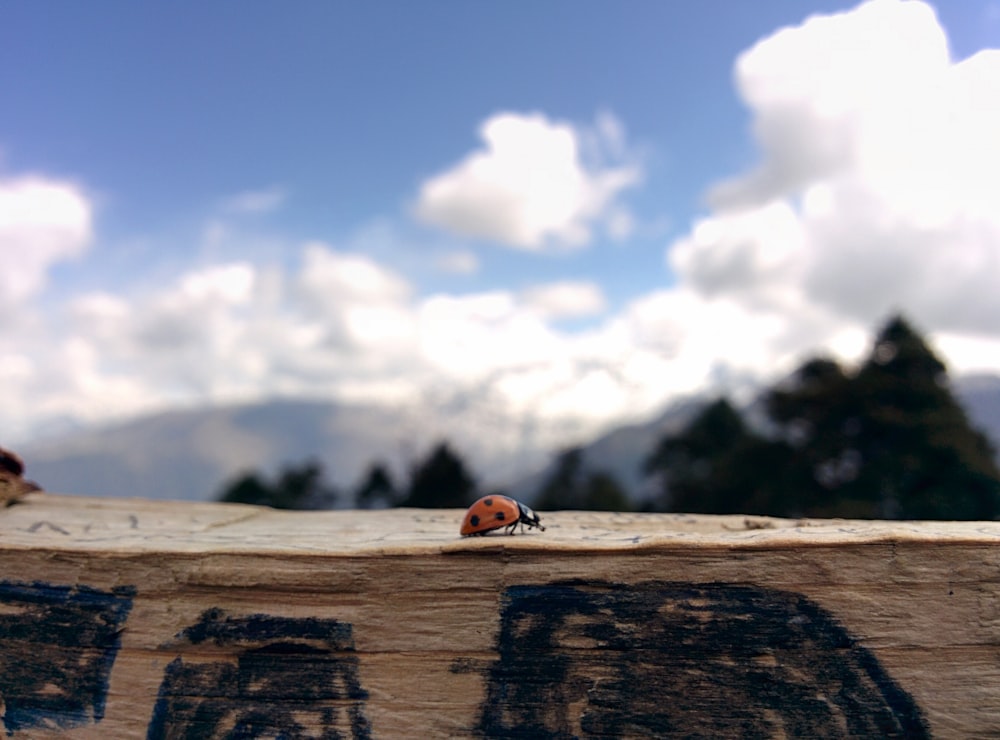 red and black ladybug on brown wood during daytime