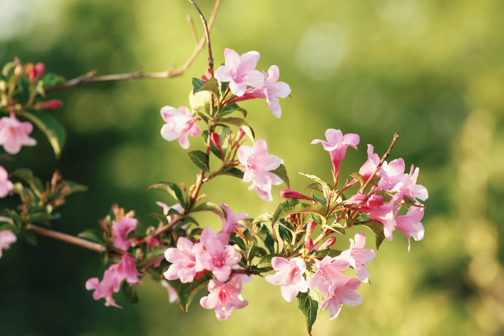 pink flowers in tilt shift lens