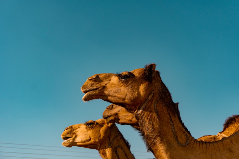 brown camel under blue sky during daytime