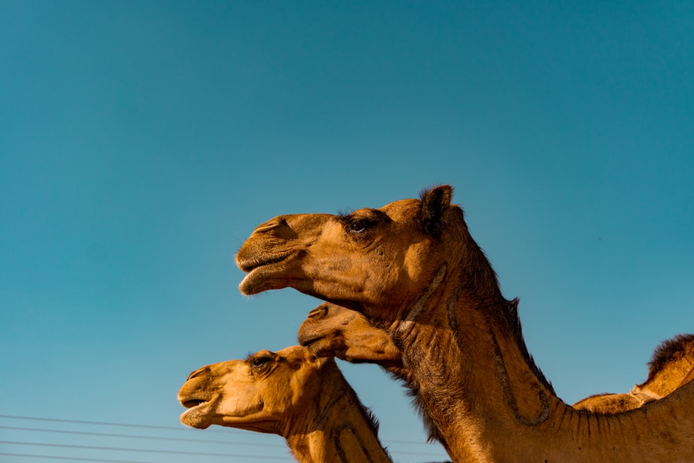 chameau brun sous le ciel bleu pendant la journée