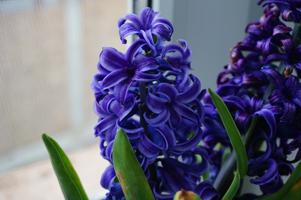 purple flower with green leaves