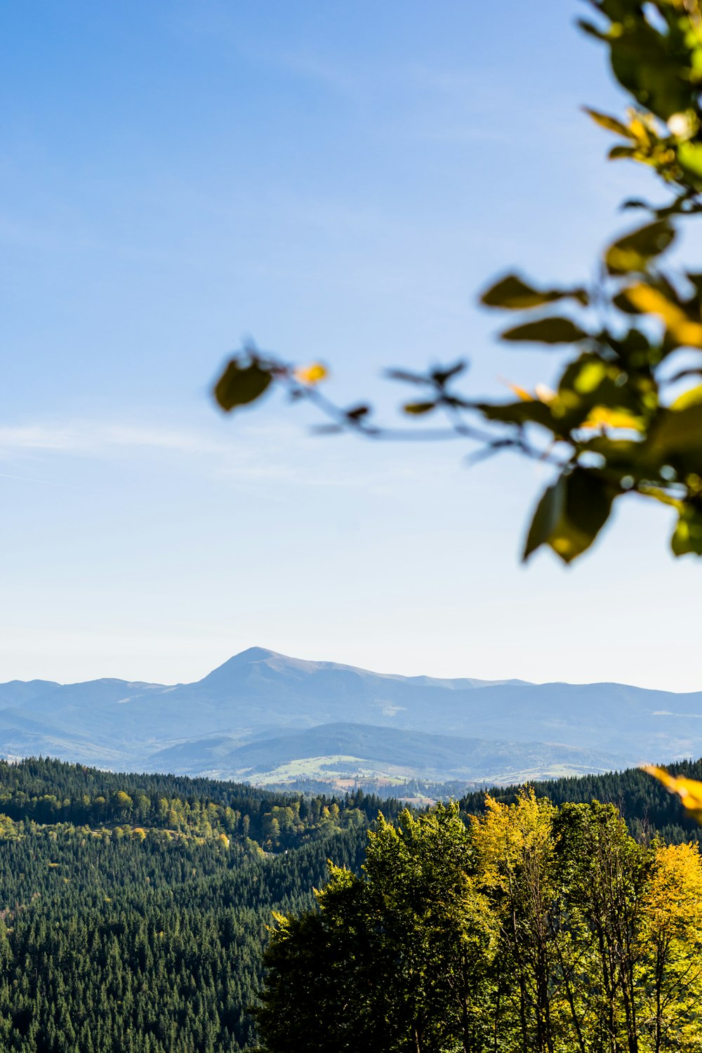 green trees on mountain under white clouds during daytime