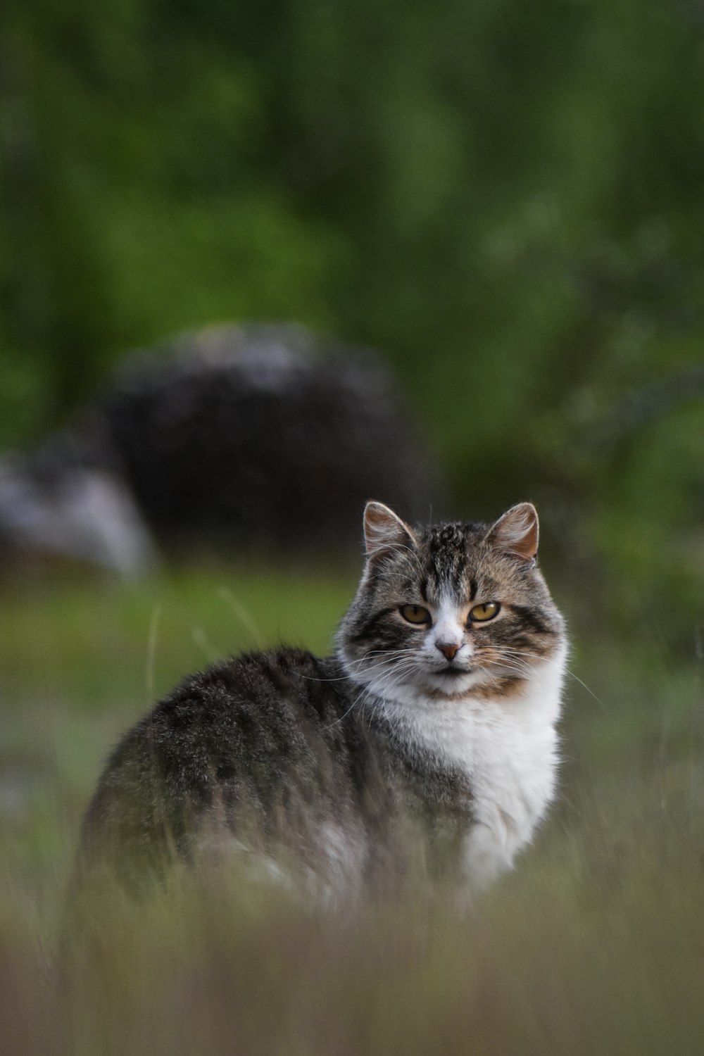 white and grey cat on green grass during daytime