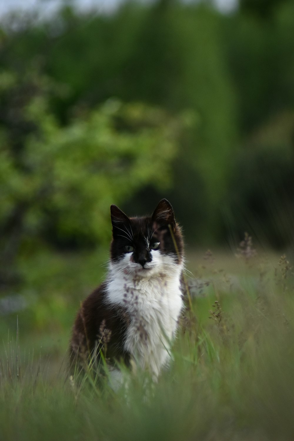 white and black cat on green grass during daytime