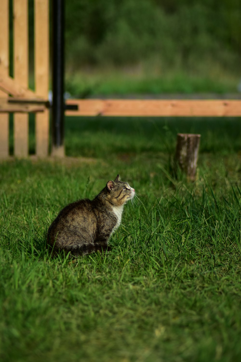 brown tabby cat on green grass field during daytime