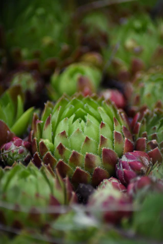 green and red plant during daytime