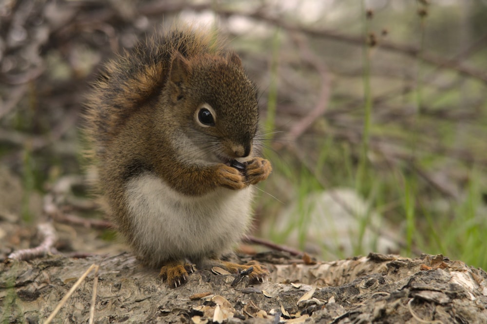 brown and white squirrel on ground during daytime