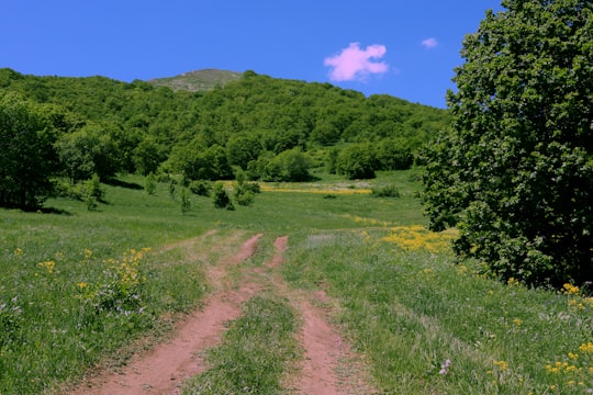 green grass field and trees under blue sky during daytime in Aghveran Armenia