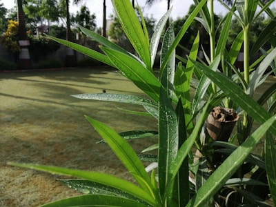 A vibrant photo of a sunlit organic herb garden, showcasing fresh green leaves and morning dew.