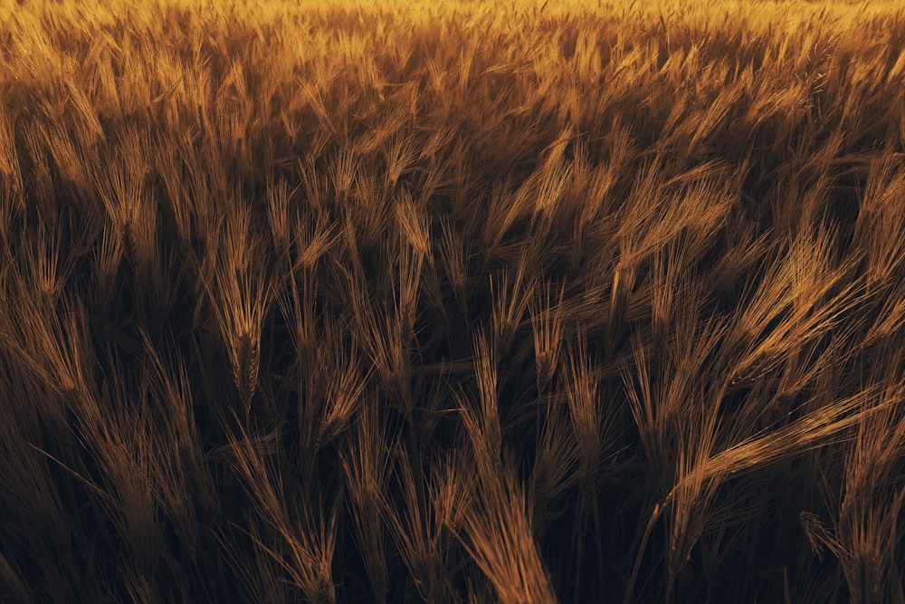 brown grass field during daytime