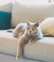 russian blue cat on gray couch