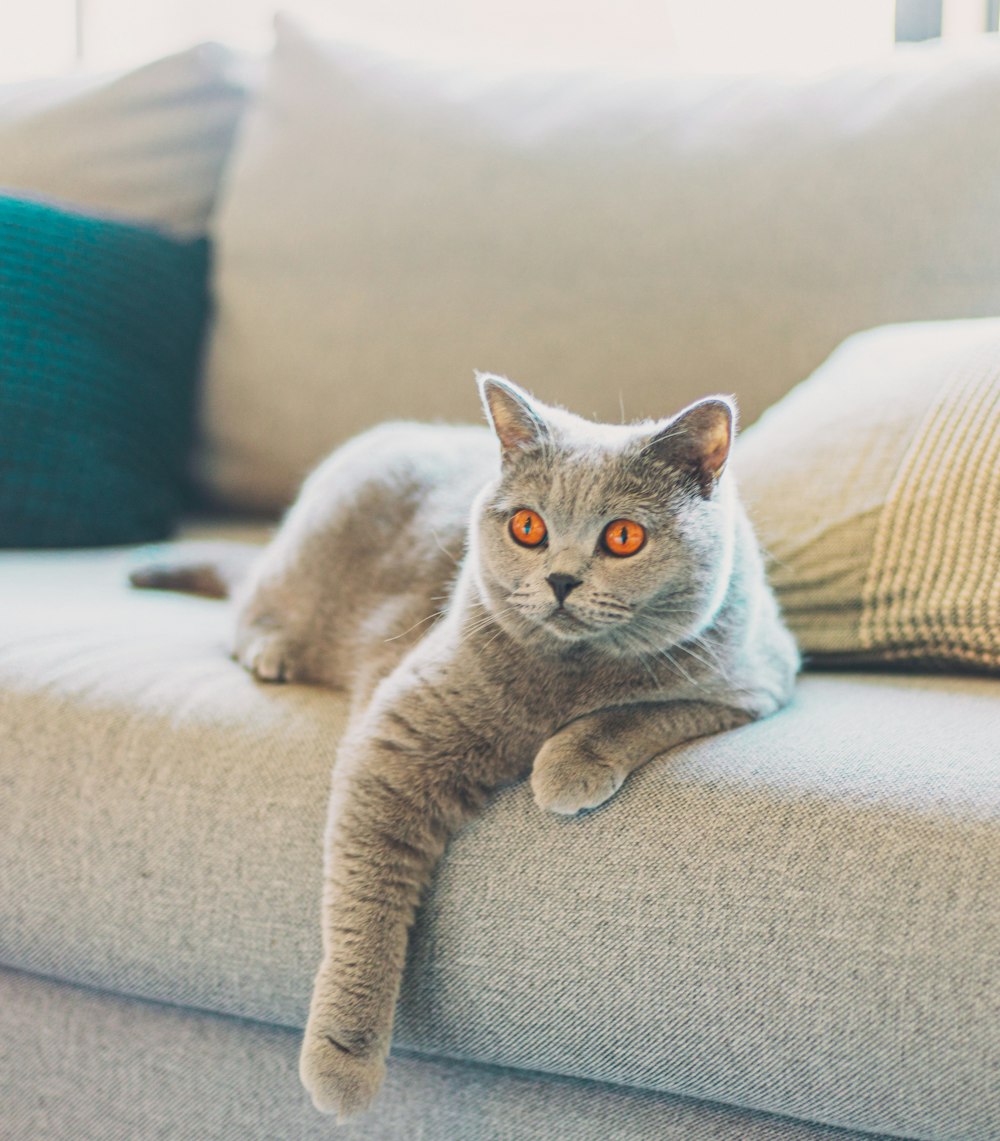 chat bleu russe sur canapé gris