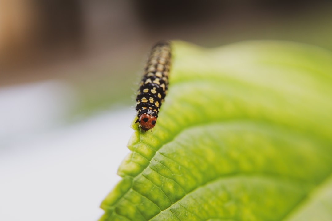 black and yellow caterpillar on green leaf in close up photography during daytime