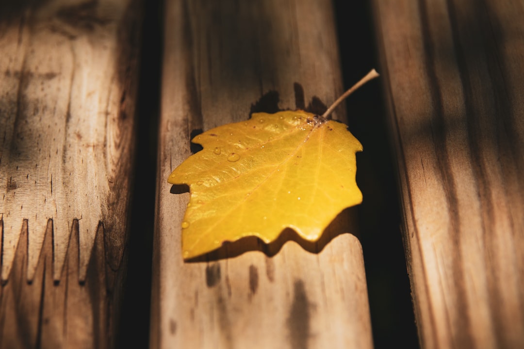 yellow leaf on brown wooden surface