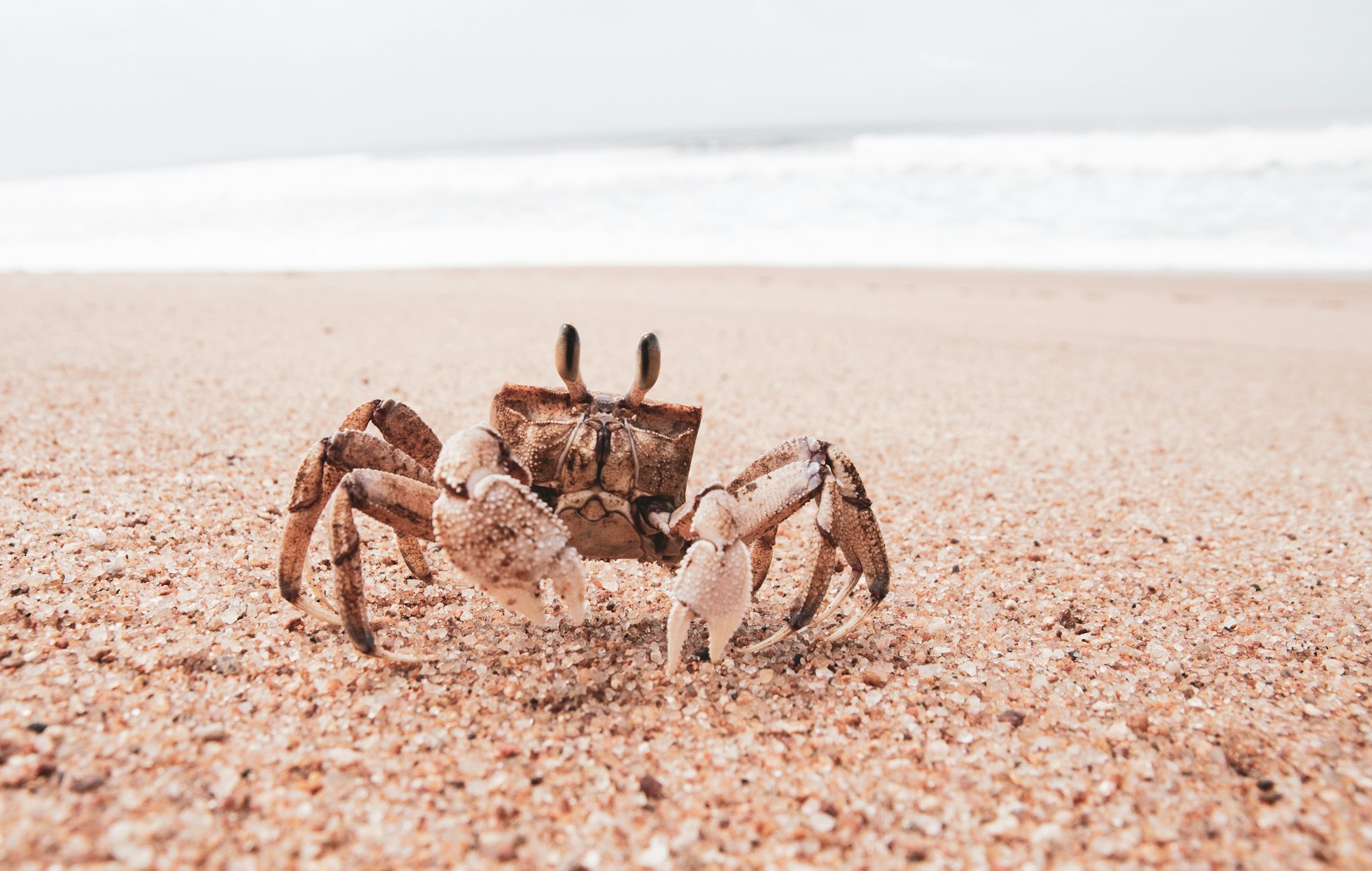 Atlantic rock crab that lays eggs buried in soft sand of dissipative beach before they hatch