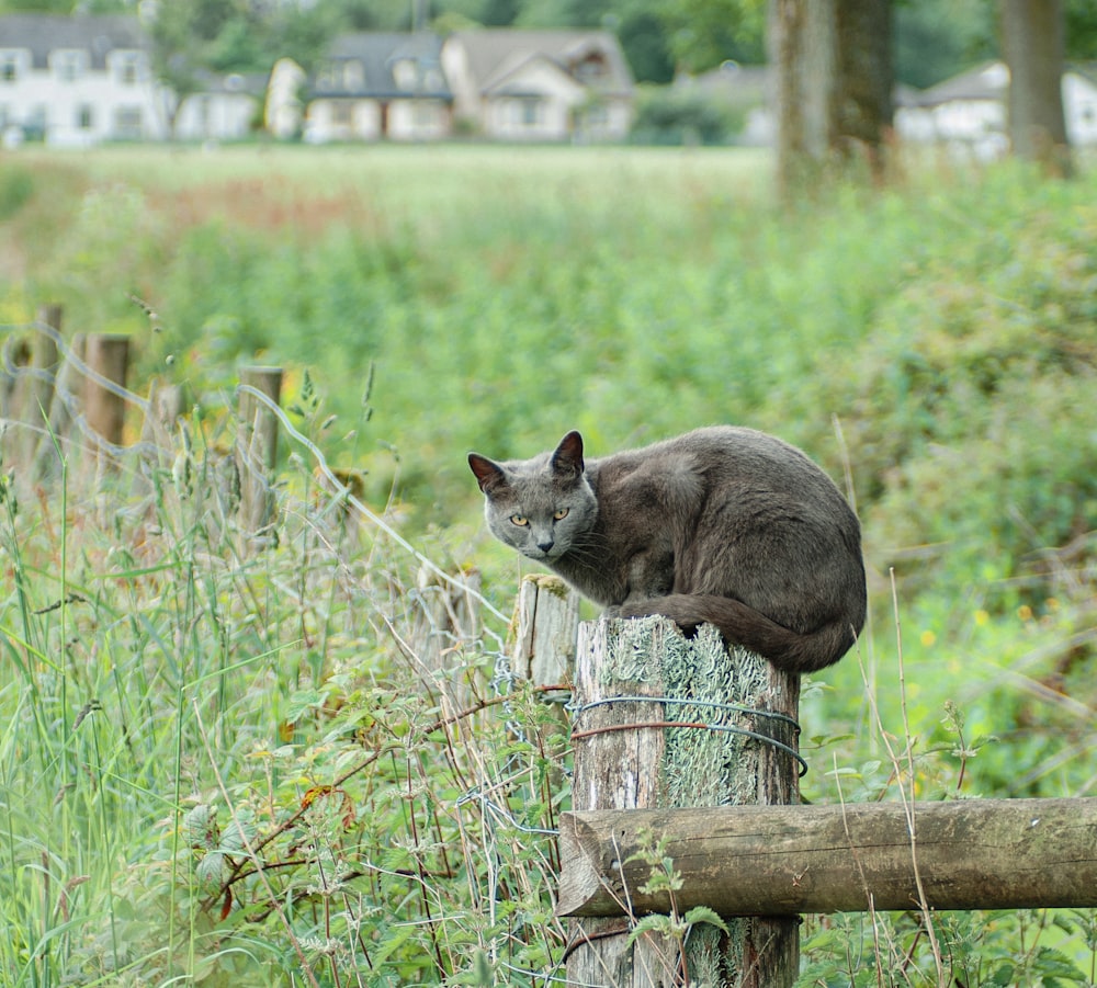 black and white animal on brown wooden fence during daytime