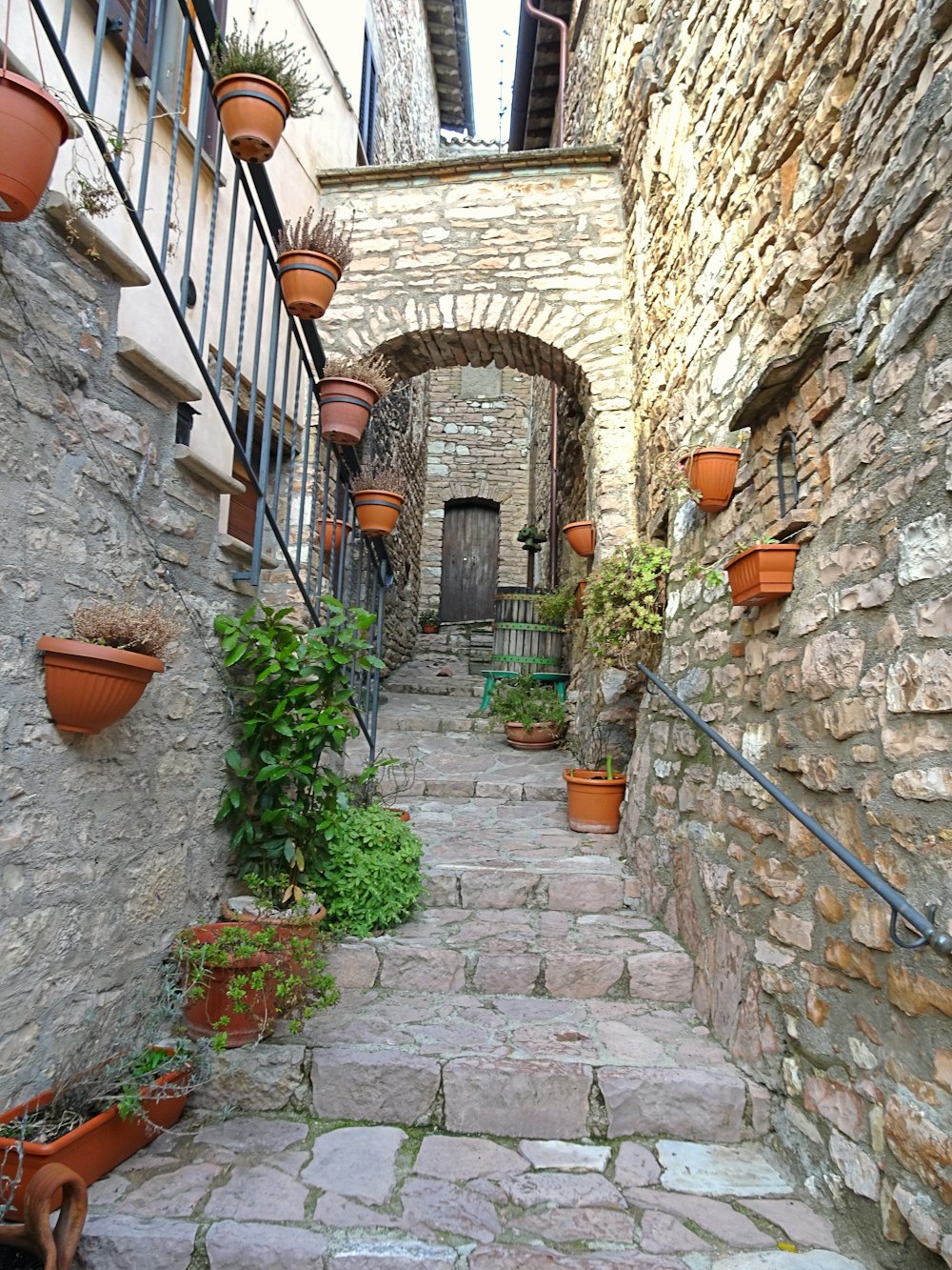 Plantas verdes en maceta de barro marrón