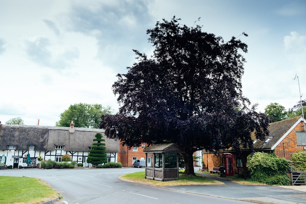 green tree beside gray concrete road