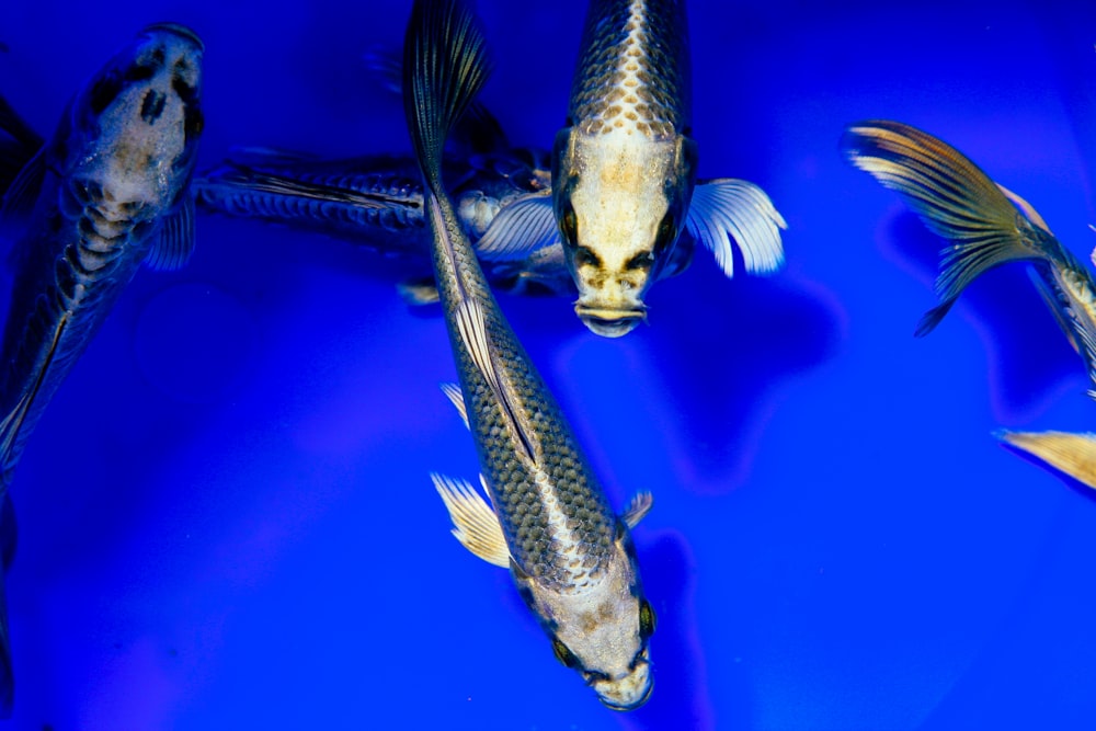 Silberfisch im blauen Wasser