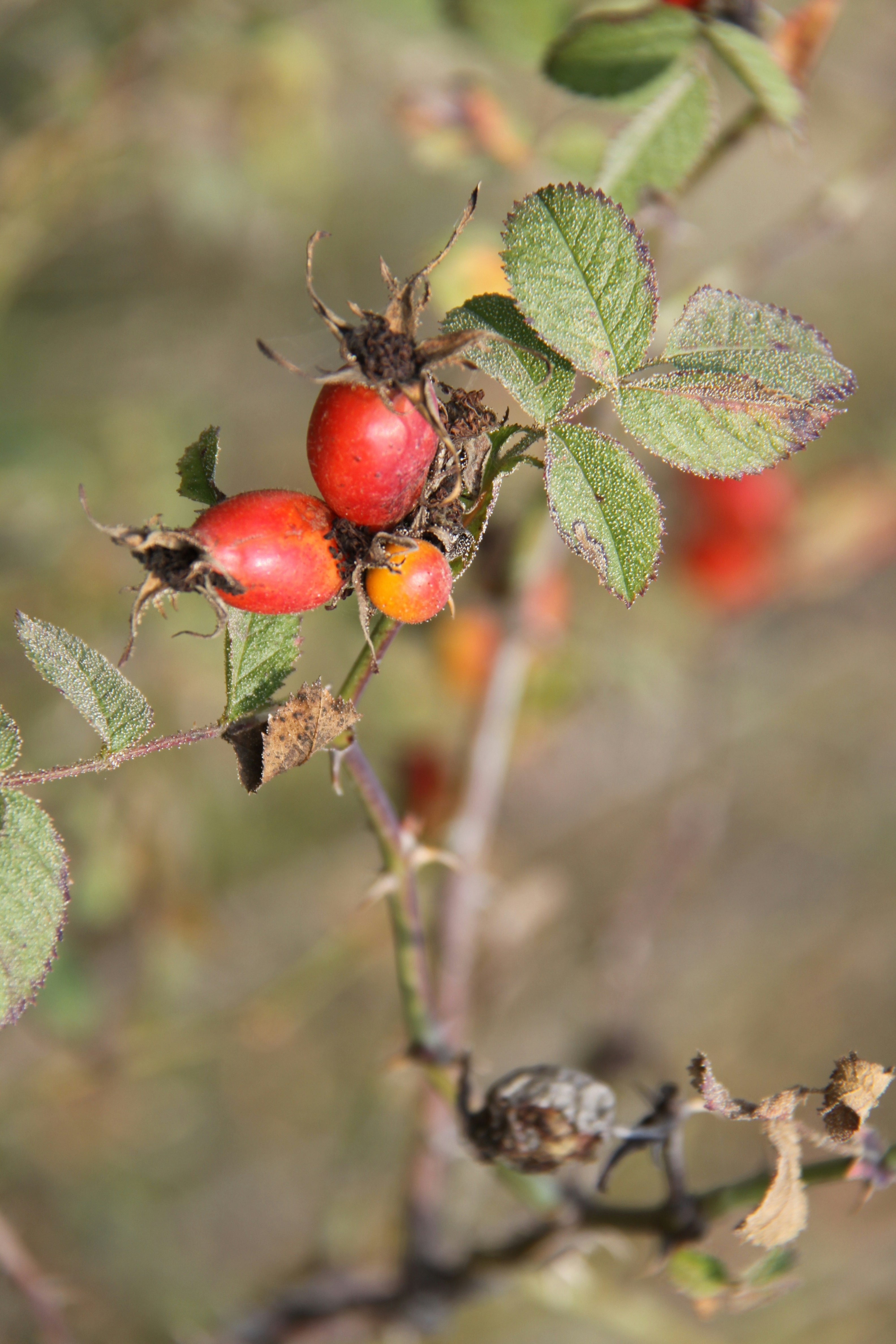 Photo by khadydemon7