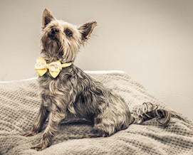 black and brown yorkshire terrier on white textile