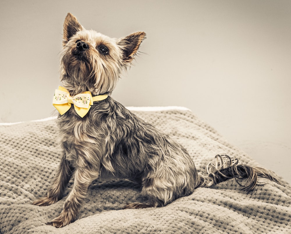 black and brown yorkshire terrier on white textile