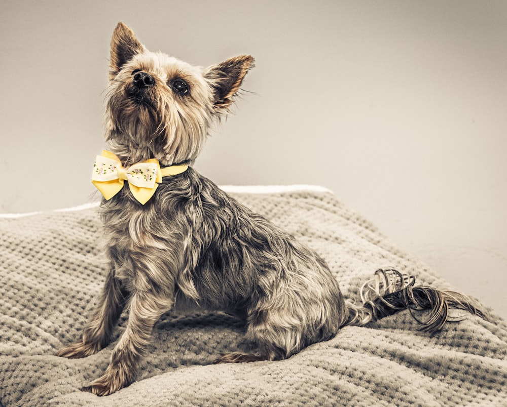 yorkshire terrier preto e marrom no têxtil branco