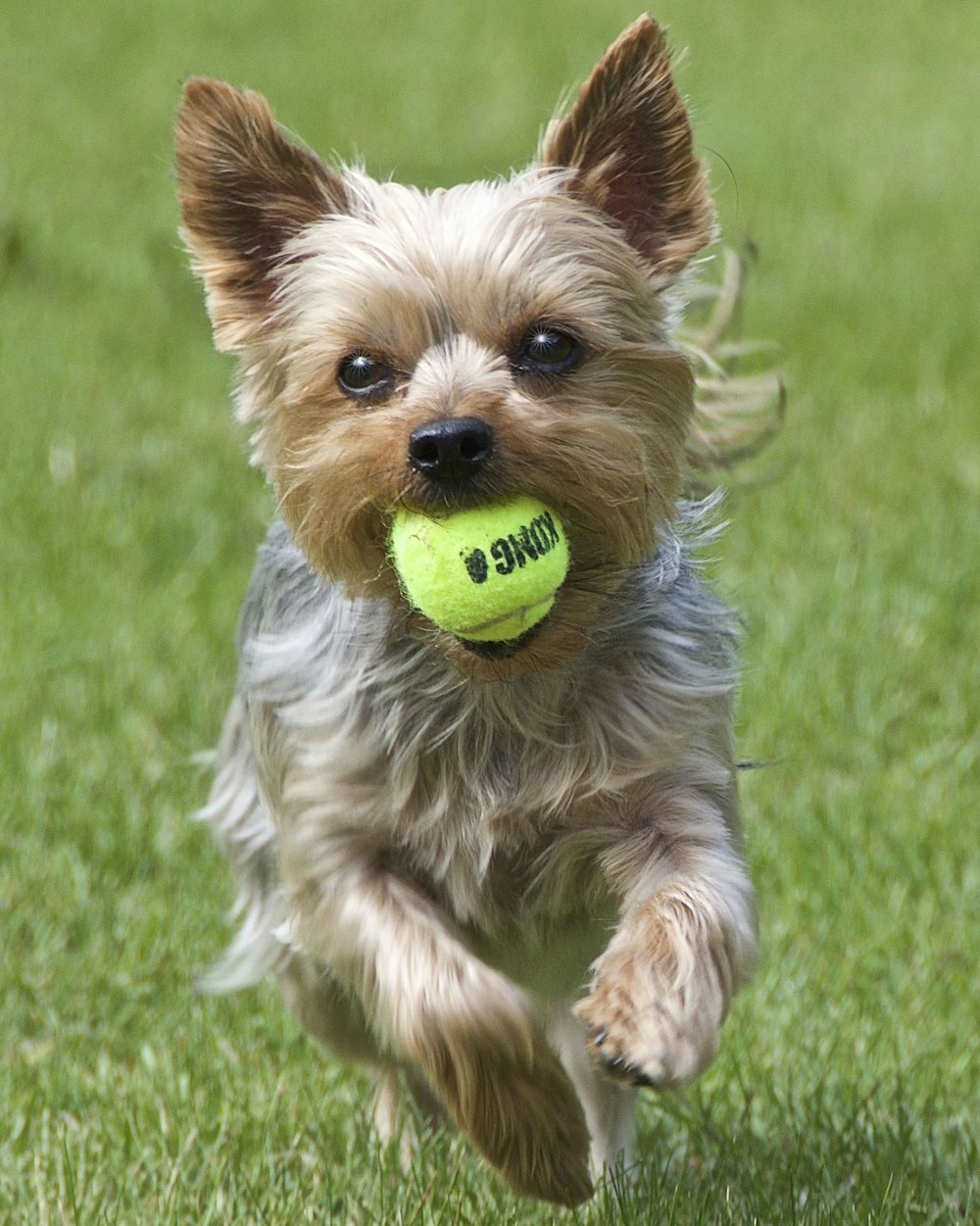 Brown and Black Yorkshire Terrier Welpe spielt tagsüber grünen Tennisball auf grünem Rasenfeld