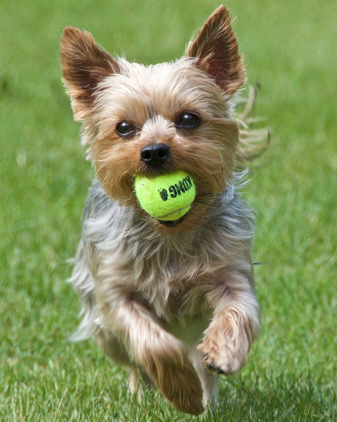 brown and black yorkshire terrier puppy playing green tennis ball on green grass field during daytime